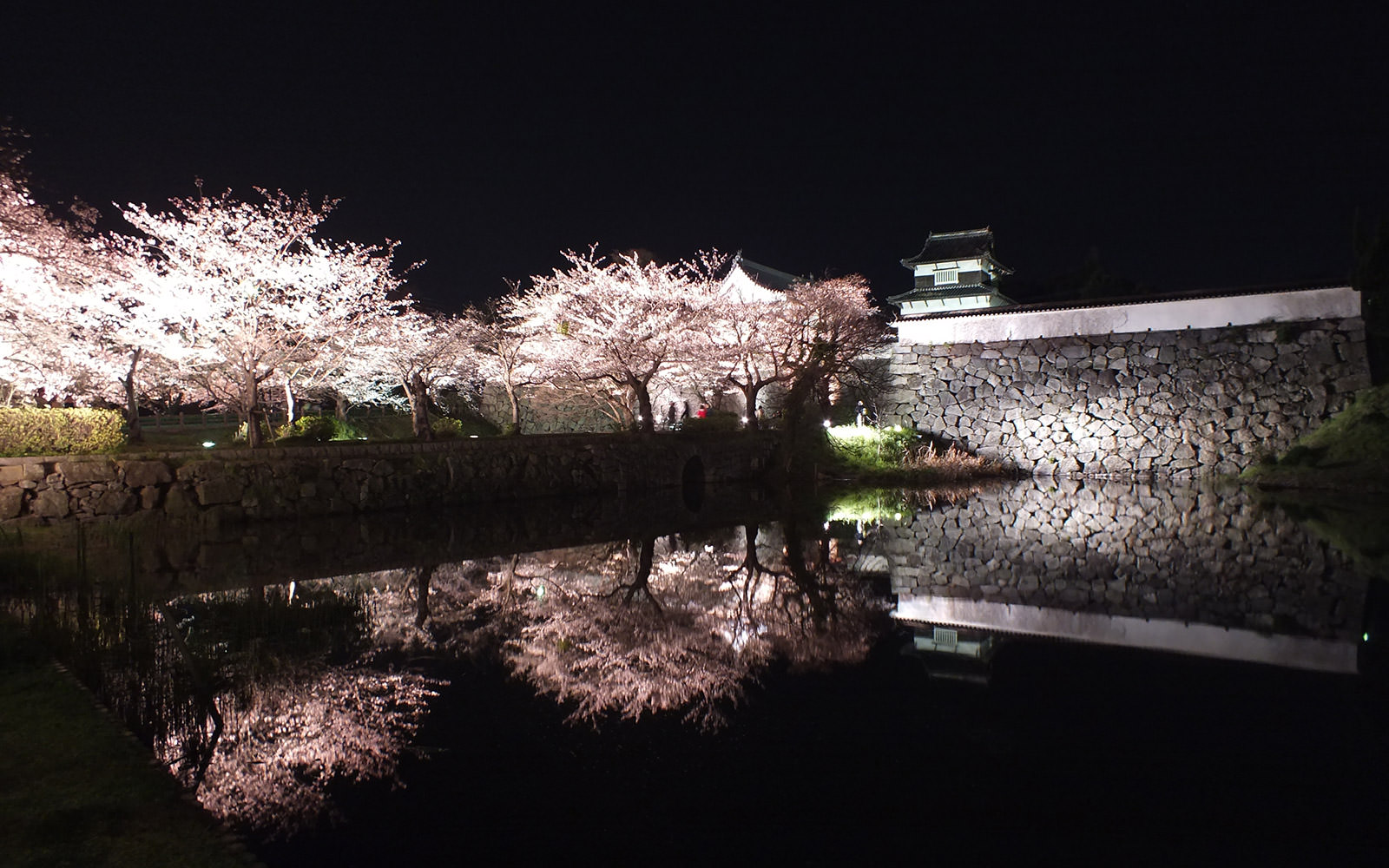 嘉成実業　木耳